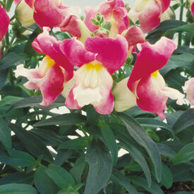 Coral Bicolor Floral Showers, (F1) Snapdragon Seeds